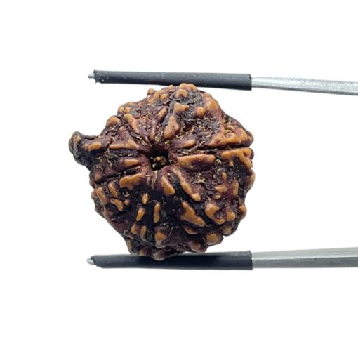 Ganesha Rudraksha - (22.50 MM ) - (Rudrapuja)