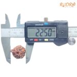 Ganesha Rudraksha - (22.50 MM ) - (Rudrapuja)