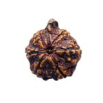 Ganesha Rudraksha - (22.50 MM ) - (Rudrapuja)