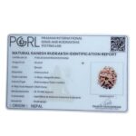 Ganesha Rudraksha - (16.76 MM ) - (Rudrapuja)