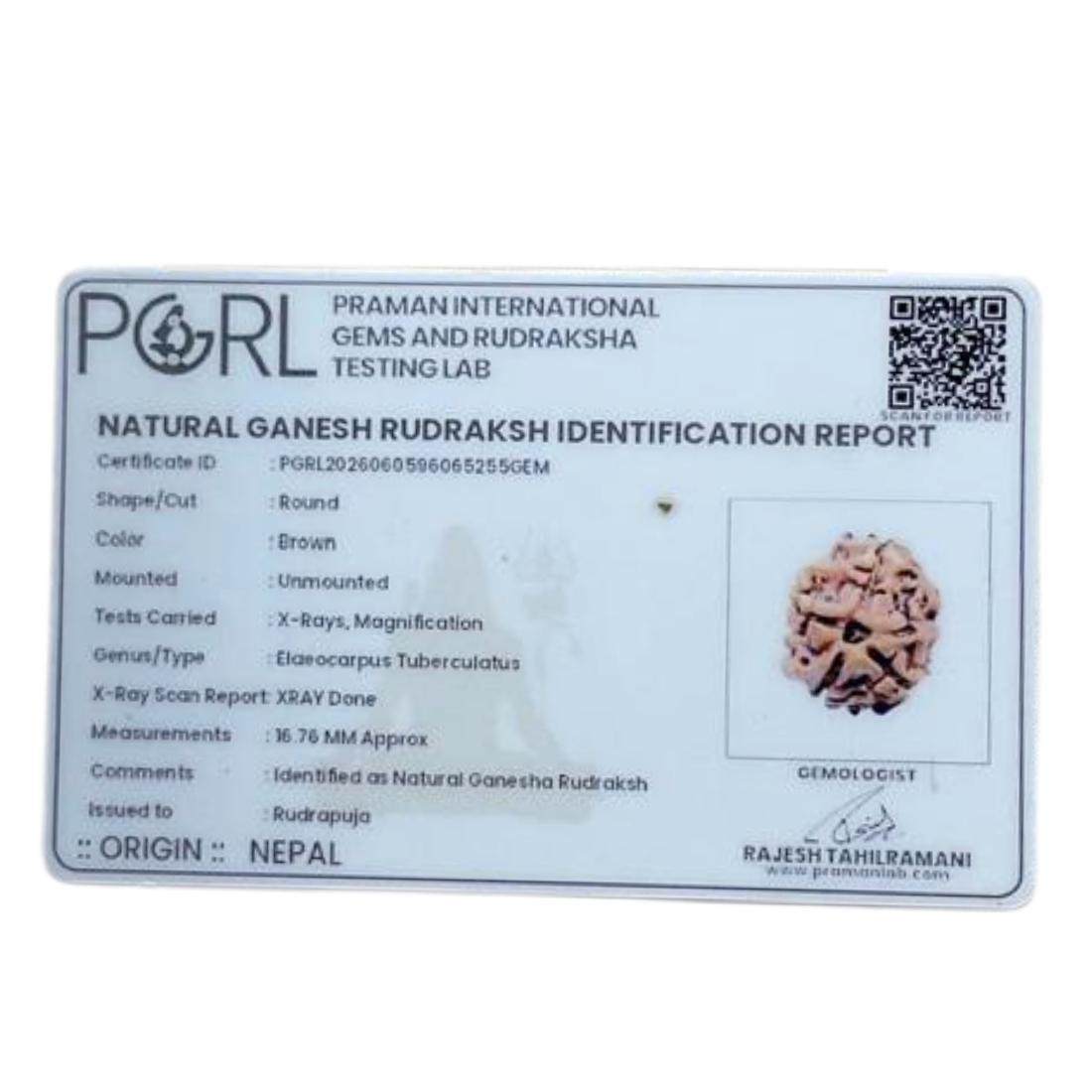 Ganesha Rudraksha - (16.76 MM ) - (Rudrapuja)