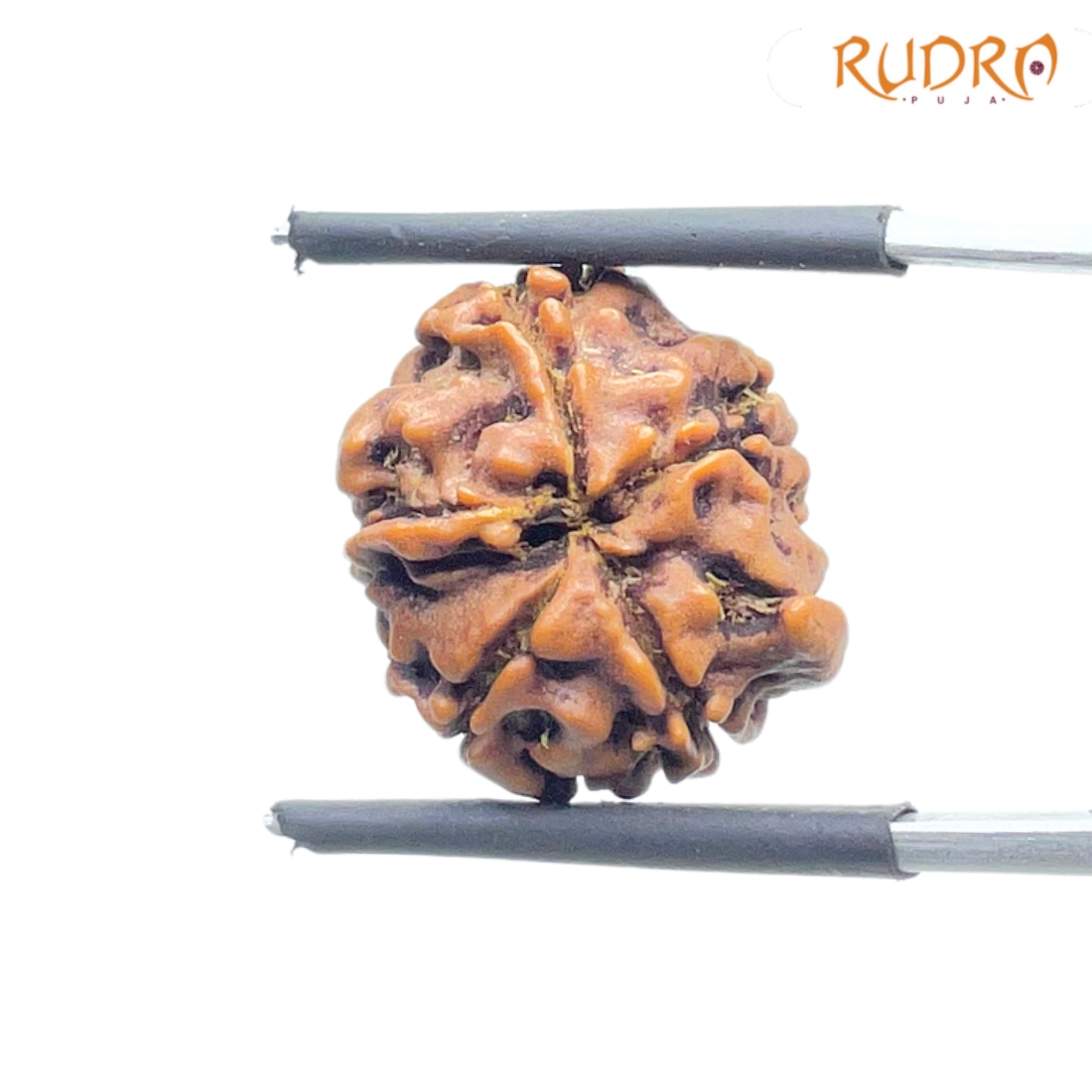 Ganesha Rudraksha - (16.76 MM ) - (Rudrapuja)