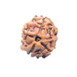 Ganesha Rudraksha - (16.76 MM ) - (Rudrapuja)