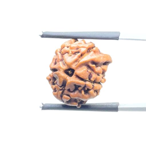 Ganesha Rudraksha - (16.76 MM ) - (Rudrapuja)