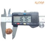 Ganesha Rudraksha - (16.76 MM ) - (Rudrapuja)