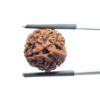 Ganesha Rudraksha - (17.50 MM)