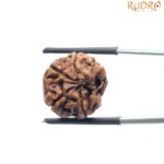 Ganesha Rudraksha - (17.50 MM)
