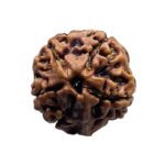 Ganesha Rudraksha - (17.50 MM)