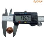 Ganesha Rudraksha - (17.50 MM)