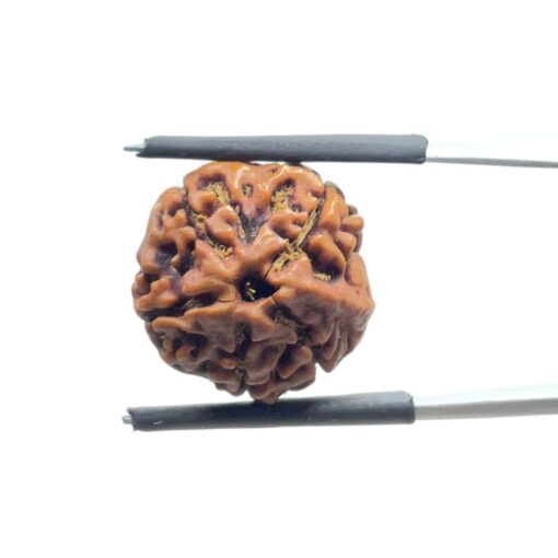 Ganesha Rudraksha - (17.50 MM)