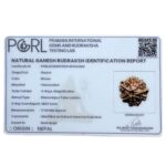 Ganesha Rudraksha - (17.64 MM) - (Rudrapuja)