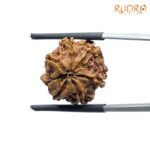 Ganesha Rudraksha - (17.64 MM) - (Rudrapuja)