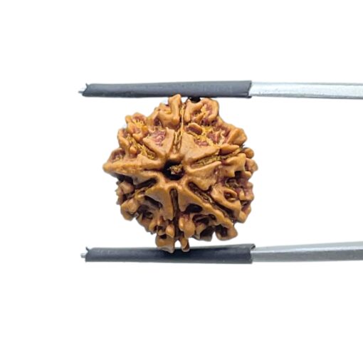 Ganesha Rudraksha - (17.64 MM) - (Rudrapuja)