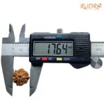 Ganesha Rudraksha - (17.64 MM) - (Rudrapuja)