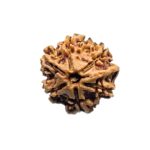 Ganesha Rudraksha - (17.64 MM) - (Rudrapuja)
