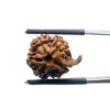 Ganesha Rudraksha - (17.70 MM)