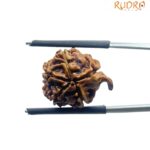 Ganesha Rudraksha - (17.70 MM)
