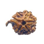 Ganesha Rudraksha - (17.70 MM)