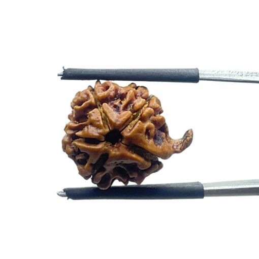 Ganesha Rudraksha - (17.70 MM)