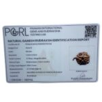 Ganesha Rudraksha - (17.70 MM)