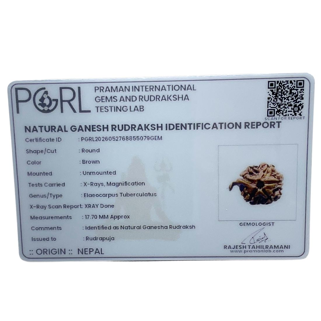 Ganesha Rudraksha - (17.70 MM)