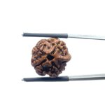Ganesha Rudraksha - (17.78 MM)