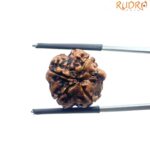 Ganesha Rudraksha - (17.78 MM)