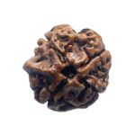Ganesha Rudraksha - (17.78 MM)