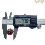 Ganesha Rudraksha - (17.78 MM)