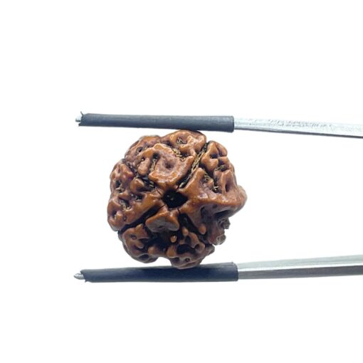 Ganesha Rudraksha - (17.78 MM)