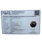 Ganesha Rudraksha - (17.78 MM)