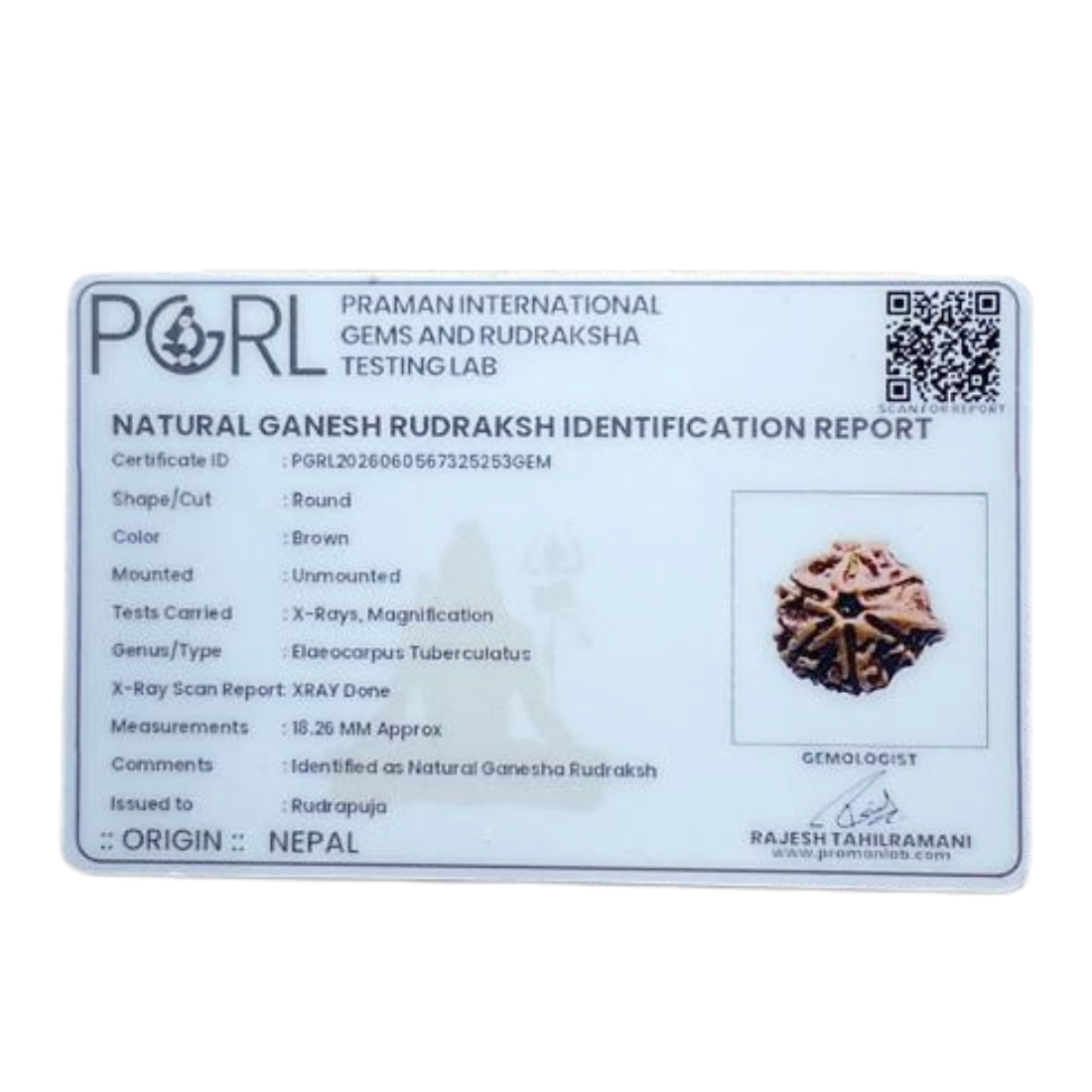 Ganesha Rudraksha - (18.26 MM) - (Rudrapuja)