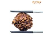 Ganesha Rudraksha - (18.26 MM) - (Rudrapuja)