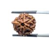 Ganesha Rudraksha - (18.26 MM) - (Rudrapuja)