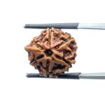 Ganesha Rudraksha - (18.26 MM) - (Rudrapuja)