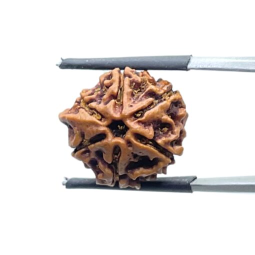 Ganesha Rudraksha - (18.26 MM) - (Rudrapuja)