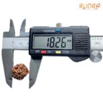 Ganesha Rudraksha - (18.26 MM) - (Rudrapuja)
