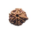 Ganesha Rudraksha - (18.26 MM) - (Rudrapuja)