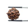 Ganesha Rudraksha - (18.41 MM)