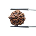Ganesha Rudraksha - (18.41 MM)