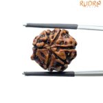 Ganesha Rudraksha - (18.41 MM)
