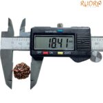 Ganesha Rudraksha - (18.41 MM)
