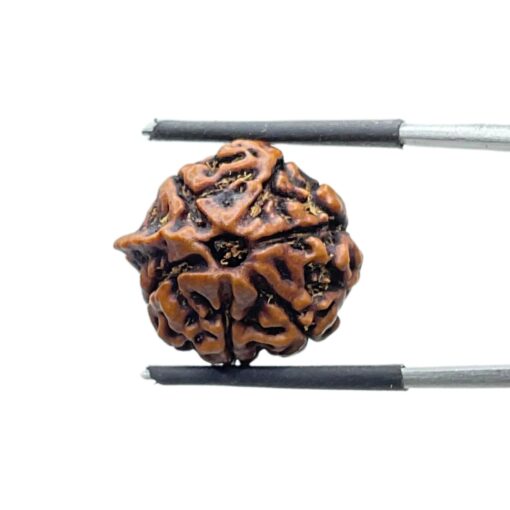 Ganesha Rudraksha - (18.41 MM)