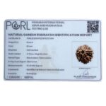Ganesha Rudraksha - (18.44 MM) - (Rudrapuja)