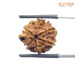 Ganesha Rudraksha - (18.44 MM) - (Rudrapuja)
