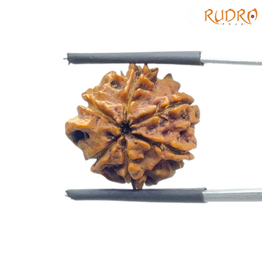 Ganesha Rudraksha - (18.44 MM) - (Rudrapuja)