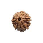 Ganesha Rudraksha - (18.44 MM) - (Rudrapuja)