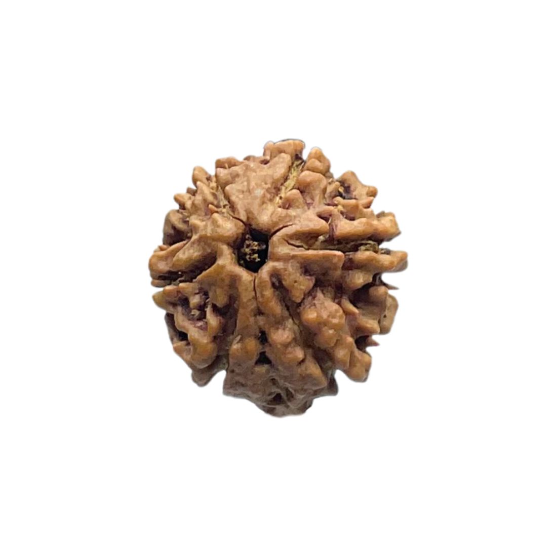 Ganesha Rudraksha - (18.44 MM) - (Rudrapuja)