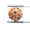 Ganesha Rudraksha - (18.44 MM) - (Rudrapuja)