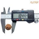Ganesha Rudraksha - (18.44 MM) - (Rudrapuja)